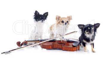 violin and chihuahuas