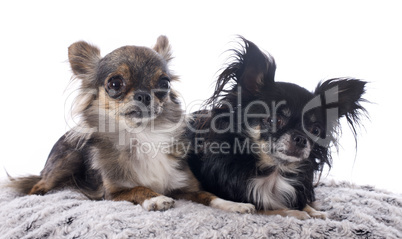 chihuahuas