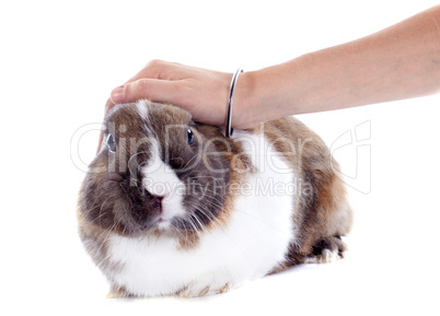 stroking rabbit