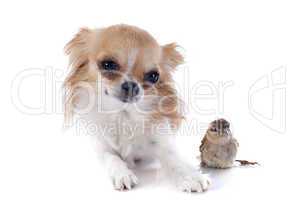 chihuahua and sparrow