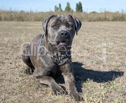 cane corso