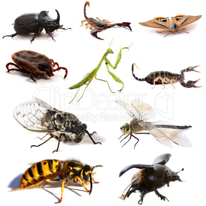 les insectes  to scorpions