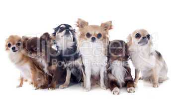 groupe des chihuahuas