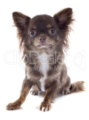 chiot chihuahua