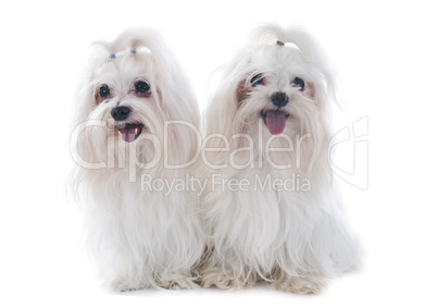 maltese dogs