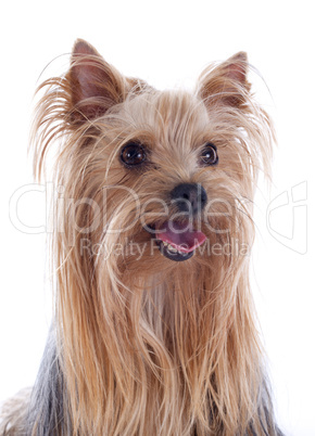 yorkshire terrier