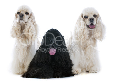 three american cocker spaniel