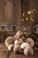 parasol mushroom (macrolepiota procera)