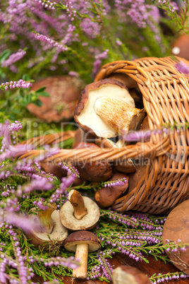 basket with mushrooms