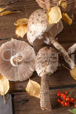 parasol mushroom (macrolepiota procera)