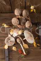 parasol mushroom (macrolepiota procera)