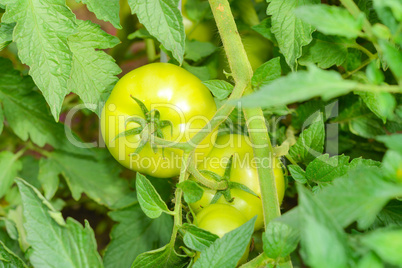 fried green tomatoes