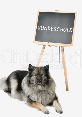 Hund  Hundeschule