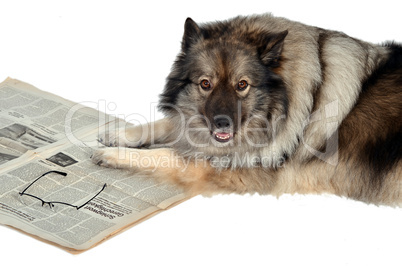 Tageszeitung News Aktuell Hund