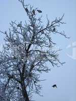 flock of sparrows on the tree with hoarfrost