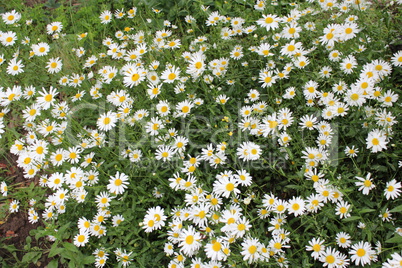 flower-bed of white beautiful chamomiles