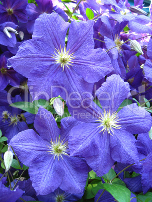 beautiful blue flowers of clematis