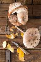 parasol mushroom (macrolepiota procera)