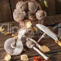 parasol mushroom (macrolepiota procera)