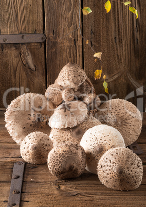parasol mushroom (macrolepiota procera)