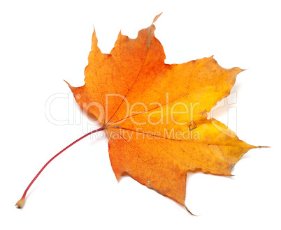autumn yellowed maple-leaf