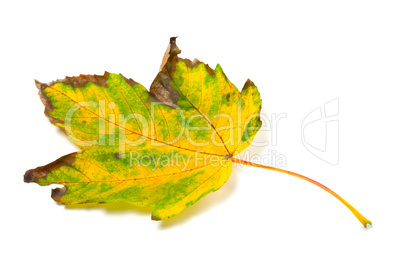 autumn yellowed leaf on white background