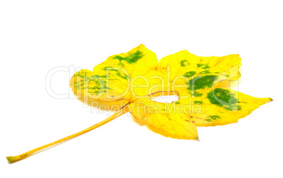 autumn yellowed leaf with hole