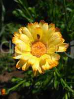 beautiful flower of yellow calendula