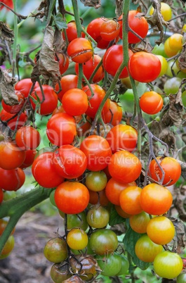 Tomate Braunfaeule - tomato late blight 03