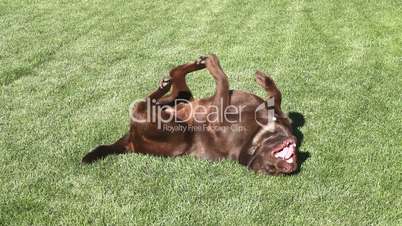 Happy Labrador retriever rolling on grass