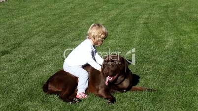 Brown Labrador retriever and a girl