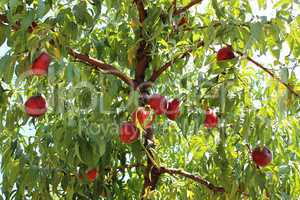 Peaches on the tree