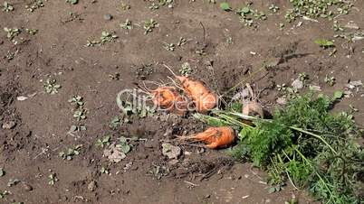 Man Picking carrots