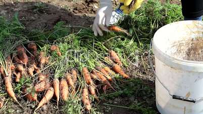 Woman putting carrots into bucket