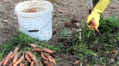 Woman putting carrots into bucket