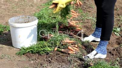 Woman putting carrots into bucket