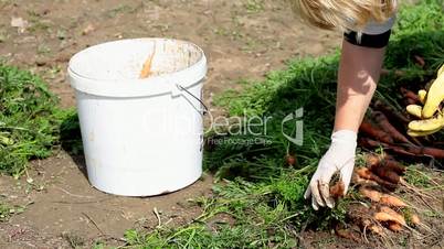 woman putting carrots into bucket