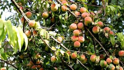 Peaches on a Tree Branch