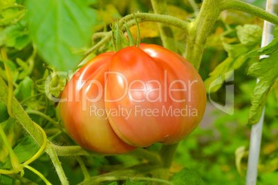 the tomato (solanum lycopersicum)