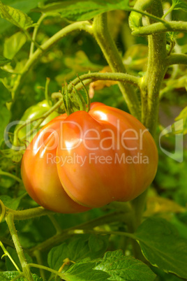 the tomato (solanum lycopersicum)