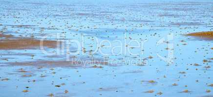 wadden sea