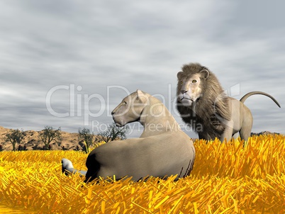 Couple of lions in the savannah - 3D render