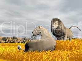Couple of lions in the savannah - 3D render