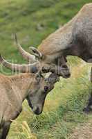Wild alpine ibex - steinbock fight