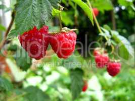 red ripe berries of raspberry