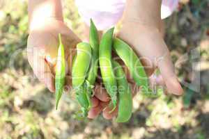 pea pods in the hand