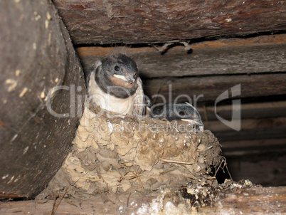 nest of a swallow with nestlings