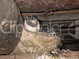 nest of a swallow with nestlings