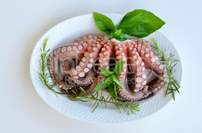 Fresh octopus 2