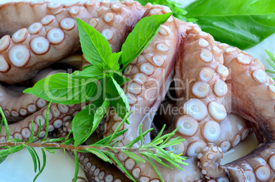 Fresh octopus 7